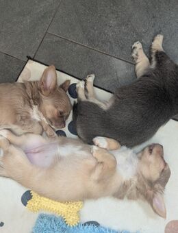 Chihuahua Mädel - Kindelbrück