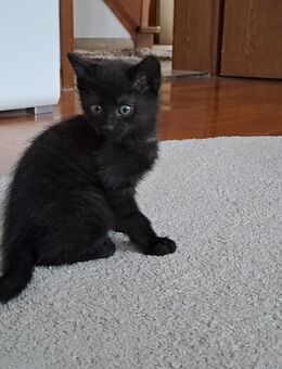 Katzenkitten ab Dezember - Mainhardt