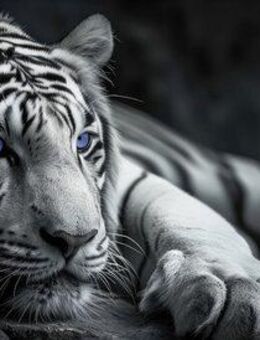 Bönninghoff Leinwandbild, Raubkatzen, Tiere, Tiger, Wildtiere (1 St)
