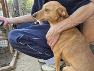 🐾 Sanfte Olgi sucht einfühlsames Zuhaus - Kassel