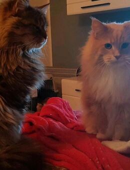 3 Maine Coon Senioren abzugeben - 11 und 12 Jahre alt - Niederfüllbach