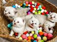 4 zauberhafte Ragdoll Kitten (Kater) zum reservieren! Katzenbabys / Kitten / Babykatzen in 21629