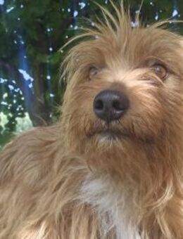 Riley - Traumhund sucht Zuhause - München