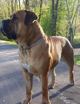 500-600€ Wachhund gesucht!!! - München