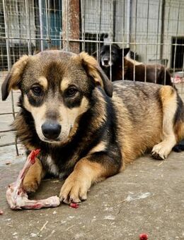 Randy - 37 cm, sozial, aufgeschlossen - Weilheim (Oberbayern)