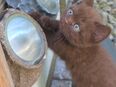 BKH Kitten reinrassig! in 30539