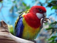 Suche Prachtrosella Rosella-Sittiche Pärchen - Braunschweig