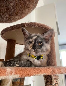 Main Coon kitten - Landau (Pfalz)