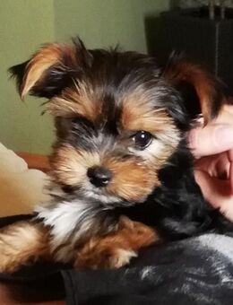 Yorkshire terrier welpen - Zerbst (Anhalt) Bornum