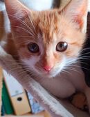 EKH Kitten Rot /Weiss und Rot in 90530