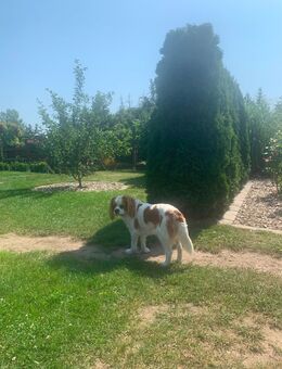 Cavalier King Charles - Riesa