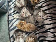 Britisch kurzhaar kitten - Hambergen