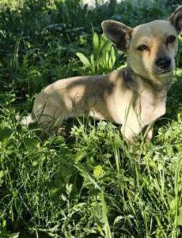 kleine Hündin Georgina sucht DICH - München