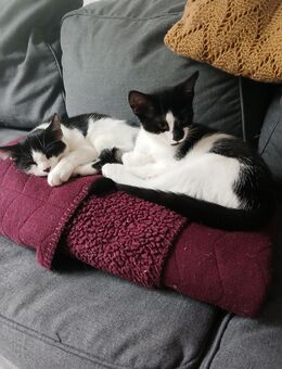 Kitten / Kätzchen abzugeben - Aachen
