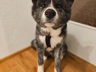 Akita inu als deckrüde - Nagold