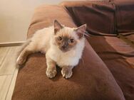 Ragdoll Kitten - Birken-Honigsessen