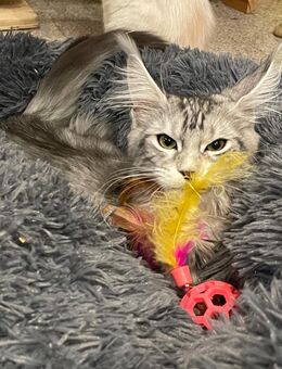 Maine Coon Kitten mit Stammbaum - Gunzenhausen