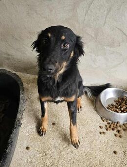 Aufgeschlossene Paloma - Eichenzell