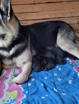 Schäferhund Welpen - Nesse-Apfelstädt