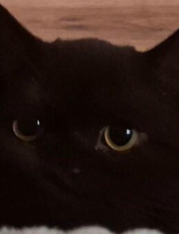 2 BKH Kater , kein Stammbaum - Osterholz-Scharmbeck