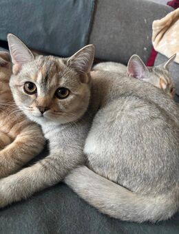 Brittisch kurzhaar hauskatze suchen Neues zu Hause - Berlin Marzahn-Hellersdorf
