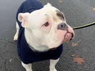 American Bully Deckrüde - Hochscheid