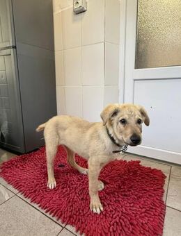 🐶 Charlie hatte bisher kein Glück 🐶 - Eislingen (Fils)