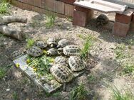 Zuchtgruppe Griechische Landschildkröten - 11 Tiere - Schönwalde-Glien