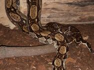 Boa Constrictor - Hille