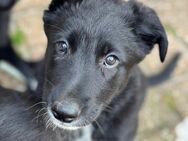 Border Collie Schäferhund mix Welpen