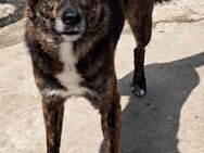 Elly, ca. 42cm, sucht eine Familie... - Grimburg