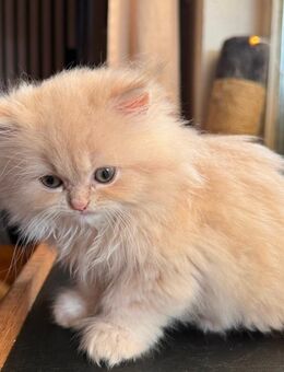Perser Kitten mit Nase - Hilden
