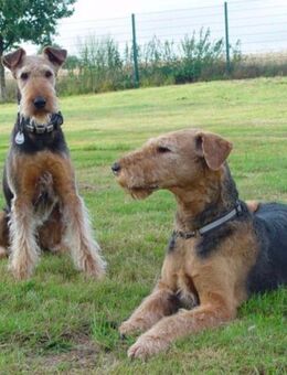 Hundepension im südlichen Münsterland - Dülmen