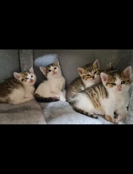 BKH Kitten - Köln
