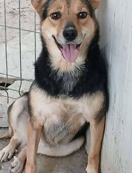 MILA - super lieb und verspielt - Weiterstadt