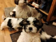 Shih-tzu Welpen - Chemnitz