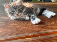 Darling...Maine Coon Kitten reinrassig mit Stammbaum - Bottrop Zentrum