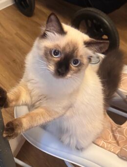Neva Masquarada Sibirische Katze reinrassig - Dresden