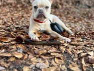 Französische Bulldogge - Schönau (Baden-Württemberg)