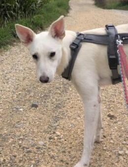 Felix/Merlin 59 cm (Pflegestelle) - Alpenrod