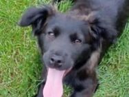 Baby LUCY wurde auf die Strasse geworfen - Gefrees
