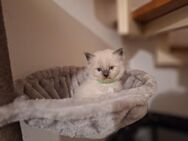 1 Ragdoll Kater sucht ein Zuhause - Dresden