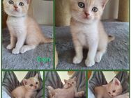 Nur noch 3 BKH Kitten, Britisch Kurzhaar Kitten - Stolpen