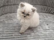 BKH & BLH Britisch kurzhaar langhaar Kitten - Ingolstadt