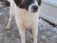 💛 Lieber Char mit großem Herzen 🐾 - Eislingen (Fils)
