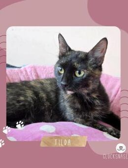 Kätzchen Tilda ist bereit für Dich - Lalendorf