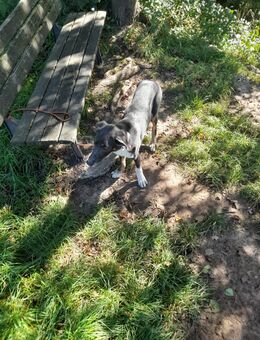 Labrador Mischling - Neckarwestheim