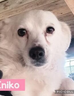 Iniko sucht liebe Menschen - Neuhausen (Fildern)