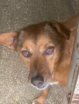 GIGI sucht ihr Traumzuhause - Sulzfeld (Baden-Württemberg)