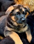 Schäferhund Welpen Hündinnen in 52134